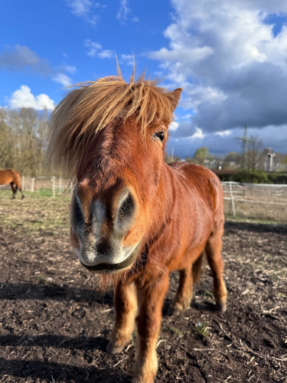 Ponyhof-Impression