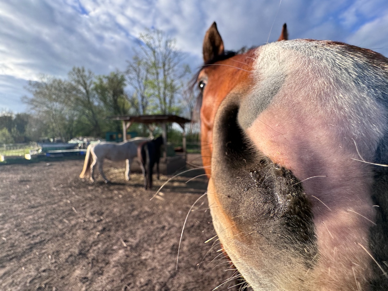 Ponyhof-Impression